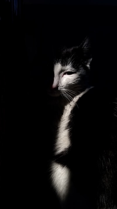 黑白猫浅焦摄影